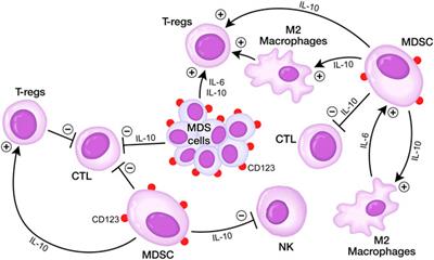 CD123-Directed Bispecific Antibodies for Targeting MDS Clones and Immunosuppressive Myeloid-Derived Suppressor Cells (MDSC) in High-Risk Adult MDS Patients